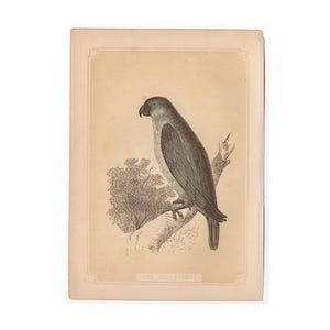 c. 1853 GREY PARROT print • original antique print • bird print • Bicknell print • ornithology print • tropical bird •