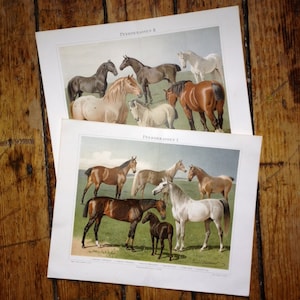 c. 1894 HORSE BREED prints • original antique prints • equine prints • horse prints • breeds of horses prints • Equus caballus • set of 2