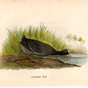 1888 COOT PRINT - antique bird lithograph - original antique print - ornithology avian birds - antique bird print - waterbird