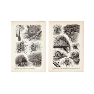 BIRD NEST prints c. 1946 • original vintage prints • vintage bird prints • titmouse weaver warbler kinglet • edible nests print • set of 2