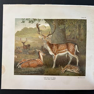 May include: A vintage-style print titled THE FALLOW DEER, Cervus dama, (Summer) featuring a group of spotted fallow deer in a woodland setting. The illustration includes a large buck with antlers standing, a doe lying down, and a fawn resting.