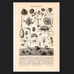 C. 1894 PLANT ANATOMY • SOWING lithograph • original antique print • botanical print • botany print • farming • planting seeds