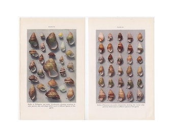 MUSCHEL Vintage Drucke c. 1934 • original vintage Lithographien • Conchologie - Baumschnecken • 2er Set