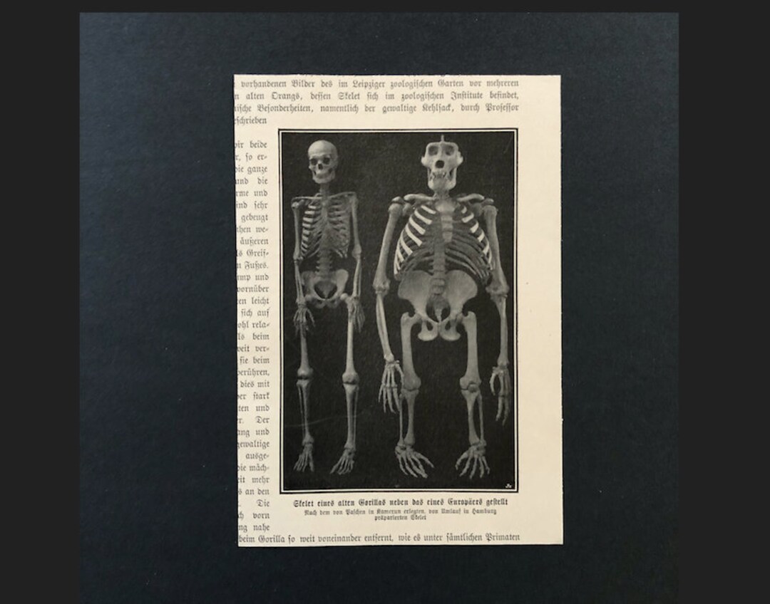 SKELETONS Print C. 1900 • Original Antique Print • Antique Skeleton ...