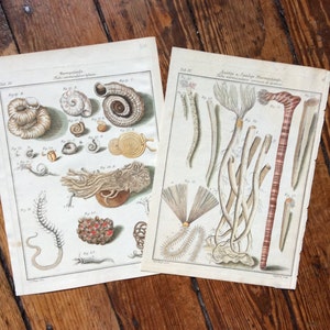 c. 1777 EXOTIC SEA SHELL engravings • set of 2 original antique prints • hand coloured engravings • mollusk prints • marine fauna