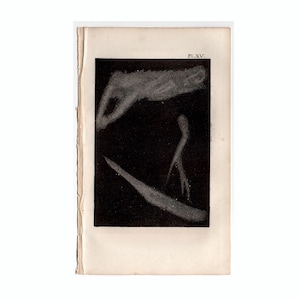 c. Gravure LUMIÈRE DE LA VOIE LACTE 1842 • gravure ancienne originale • gravure d'astronomie • décoration murale céleste • carte des étoiles • Système solaire • Galaxie