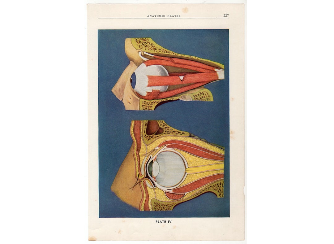 EYE ANATOMY Lithograph C. 1940 • Original Vintage Print • Human Anatomy ...