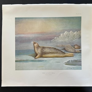 Puede incluir: Una lámina de estilo vintage titulada THE RINGED SEAL, PHOCA HISPIDA, con una ilustración detallada de una foca moteada descansando sobre hielo. La escena incluye un cielo de tonos suaves, montañas nevadas a lo lejos y un ave pequeña. Plate 26.