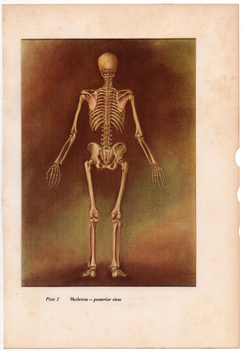 C 1951 SKELETON Lithograph • Original Vintage Print • Human Anatomy ...