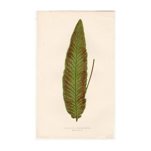 c. 1872 PLANTAIN FERN lithograph • original antique print • Lowe botanical print • green ferns • fern frond • fern print • vegetable fern