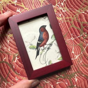 tiny! c. 1837 RED SONG BIRD framed engraving • original antique print • antique bird print • red bird • ready to display