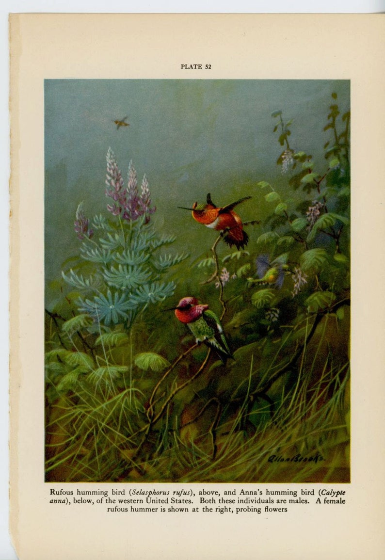 bird print c anna/'s hummingbird /& rufous hummingbird color lithograph 1934 HUMMINGBIRD PRINT original vintage print ornithology