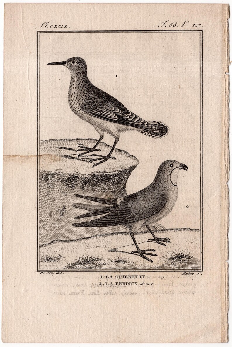 wading and shore birds buffon bird rare original antique print ornithology engraving 1775 ANTIQUE BIRD ENGRAVING