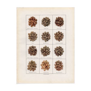 Può includere: Un grafico che mostra diversi tipi di chicchi di caffè, tra cui Java-East Indian, Mocha, Santos, Rio, Bogota, Maracaibo, Bourbon Santos, America Centrale, Messicano, Maragogipe, Liberiano e Peaberry.