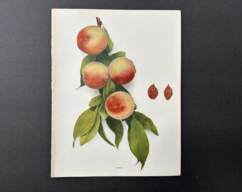 c. 1917 VINTAGE PEACH lithograph - original vintage fruit print - vintage botanical print - kitchen decor - eureka peaches
