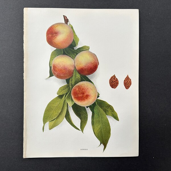 c. 1917 VINTAGE PEACH lithograph - original vintage fruit print - vintage botanical print - kitchen decor - eureka peaches