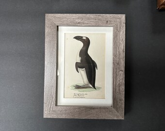 FRAMED c. 1824 GREAT AUK lithograph • original antique print • hand colored lithograph • antique bird print • extinct bird • penguin Alcidae