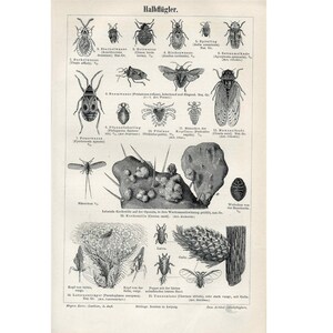 H. 1894 INSEKTEN ANTIKE LITHOGRAPHIE - original antiker Druck - Entomologie Käfer Insekt