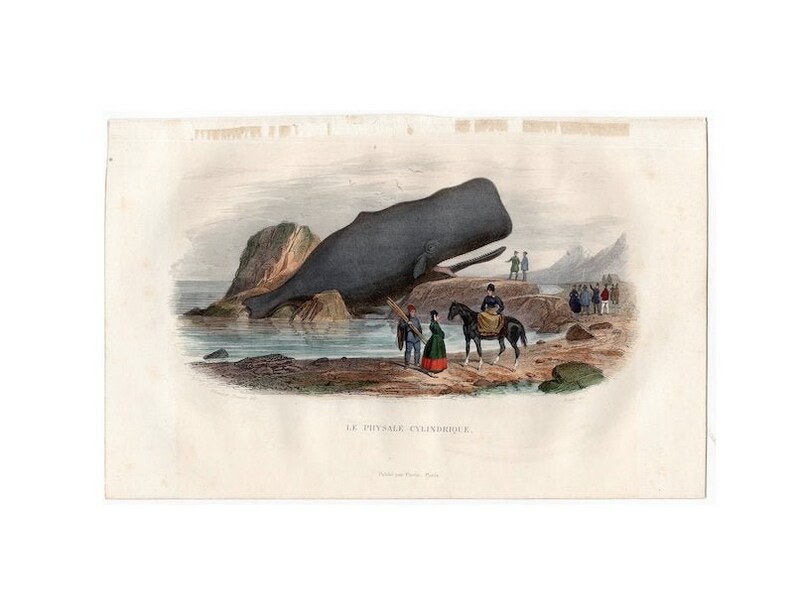 May include: A vintage illustration of a sperm whale beached on a rocky shore. People are gathered around the whale, some on horseback. The caption reads "Le Physale, Cylindrique."