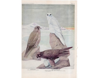 c. 1950 GYRFALCON BIRD PRINT - litografia per uccelli - stampa vintage originale - Stampe ornitografiche vintage Audubon Birds of America
