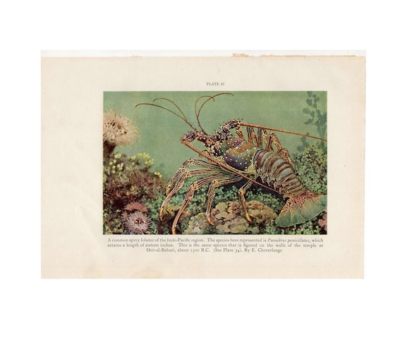 c. 1934 SPINEY LOBSTER lithograph - original vintage print  - marine life print - ocean print - sea life print - lithograph marine life