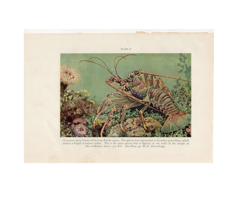 May include: A vintage illustration of a spiny lobster in an underwater scene. The lobster, with a length of sixteen inches, is depicted with a detailed, colorful shell and long antennae. The background features coral and aquatic plants, with text at the top and bottom.