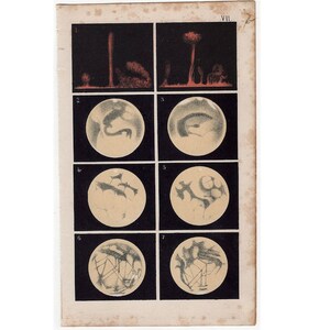 c. 1884 ANTIQUE SUN LITHOGRAPH solar protuberances original antique celestial astronomy print