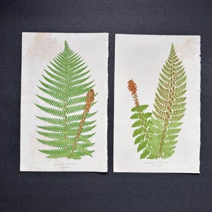 c. 1872 FERN lithographs • set of 2 original antique prints • Lowe botanical print • green ferns print • fern frond print • fern prints