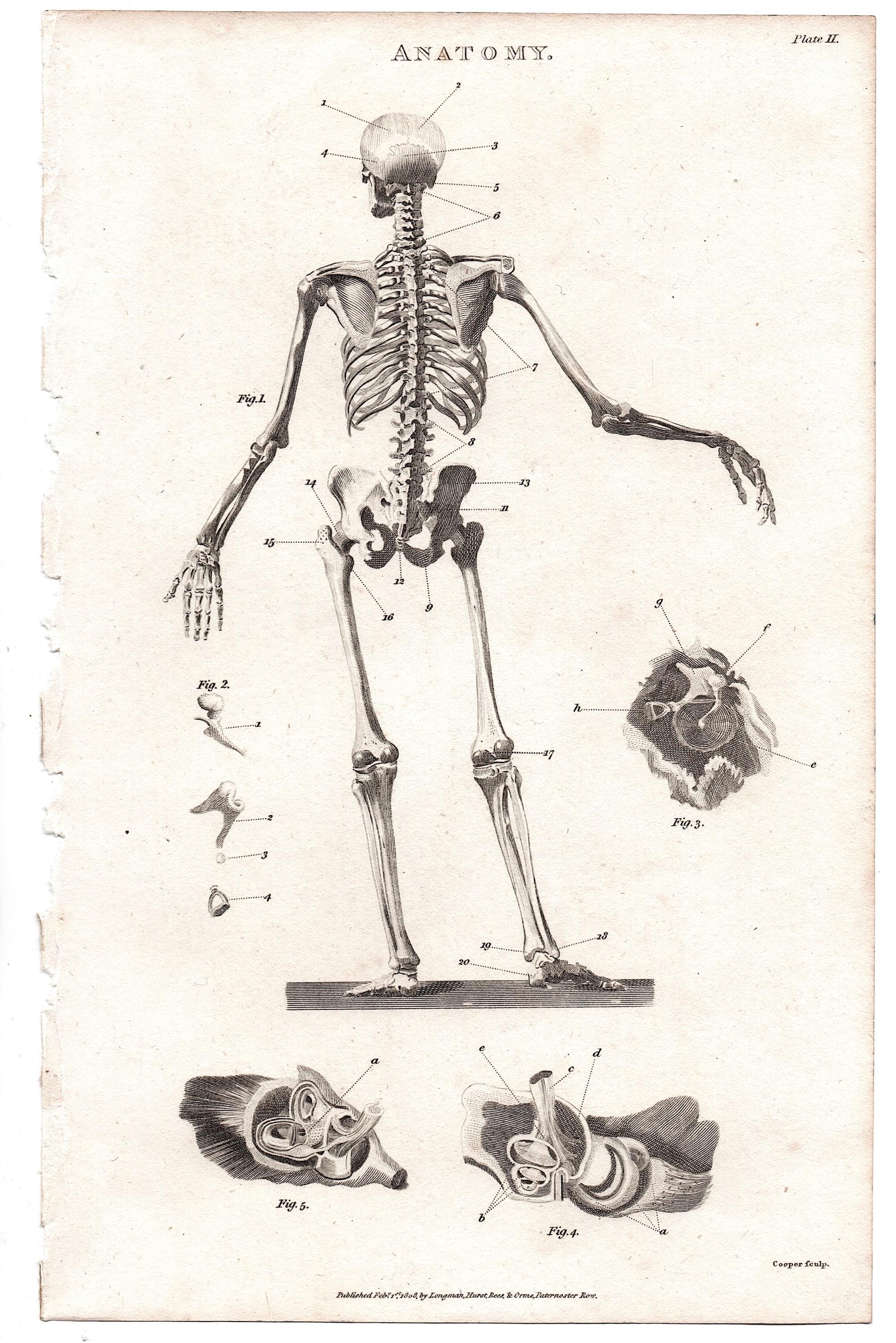 骸骨 • 前面と背面の版画 1809年頃 • オリジナルのアンティーク版画2枚