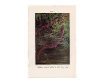 c. 1934 SALAMANDERS lithograph - original vintage print • amphibian print - lizard print - the purple salamander & the red salamander