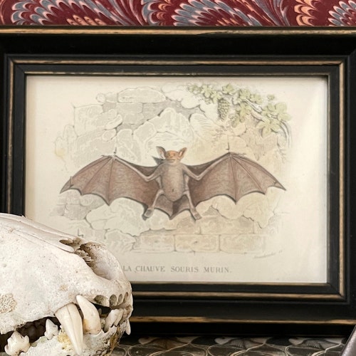 C. 1837 framed BAT engraving • original antique print • small framed print • chauve souris print • Halloween decor • vampire bat buy • Murin bat