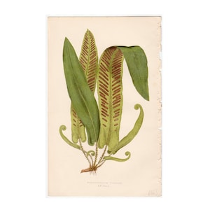 c. 1872 HART&#39;S TONGUE FERN lithograph • original antique print • Lowe botanical print • green ferns print • fern frond print • fern print