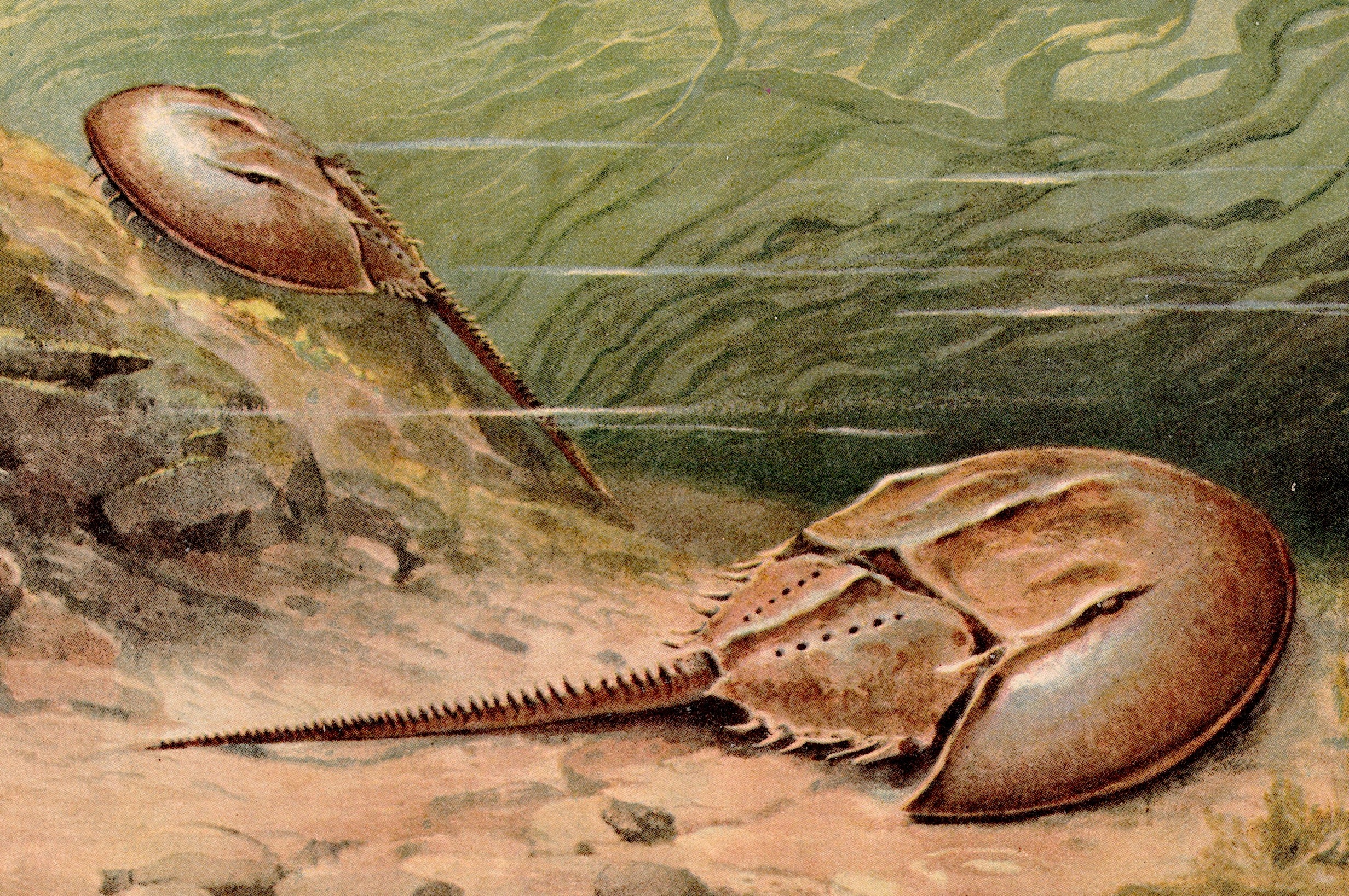 Atlantic Horseshoe Crab - Signed Fine Art Print - inkart