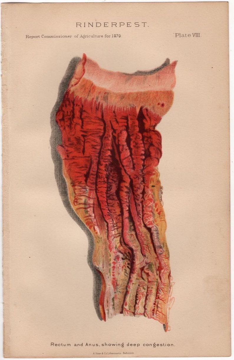 rinderpest tongue stomach lungs anus 1879 CATTLE BOVINE DISEASE print original antique agriculture farming lithograph dairy cow steer