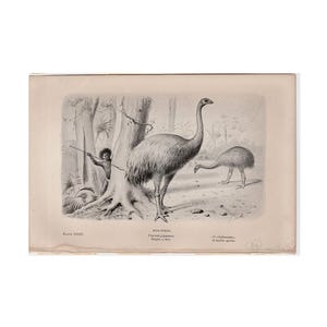 c. 1892 MOA BIRDS lithograph • original antique print • prehistoric animals • Dinornis giganteus • paleo art • extinct! from New Zealand