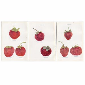 c. 1899 STRAWBERRY prints • original antique prints • berry prints • fruit prints • berries print • strawberries prints • set of 3