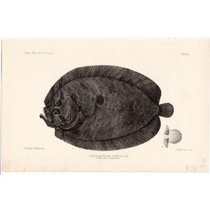 FLATFISH TOPKNOT print c. 1884 • original antique print • edible fish print • ray-finned fish • marine life print • sea life