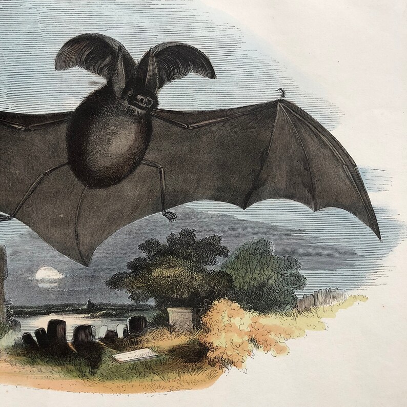 C. 1857 LONG EARED BAT Engraving Original Antique Bat Print Etsy
