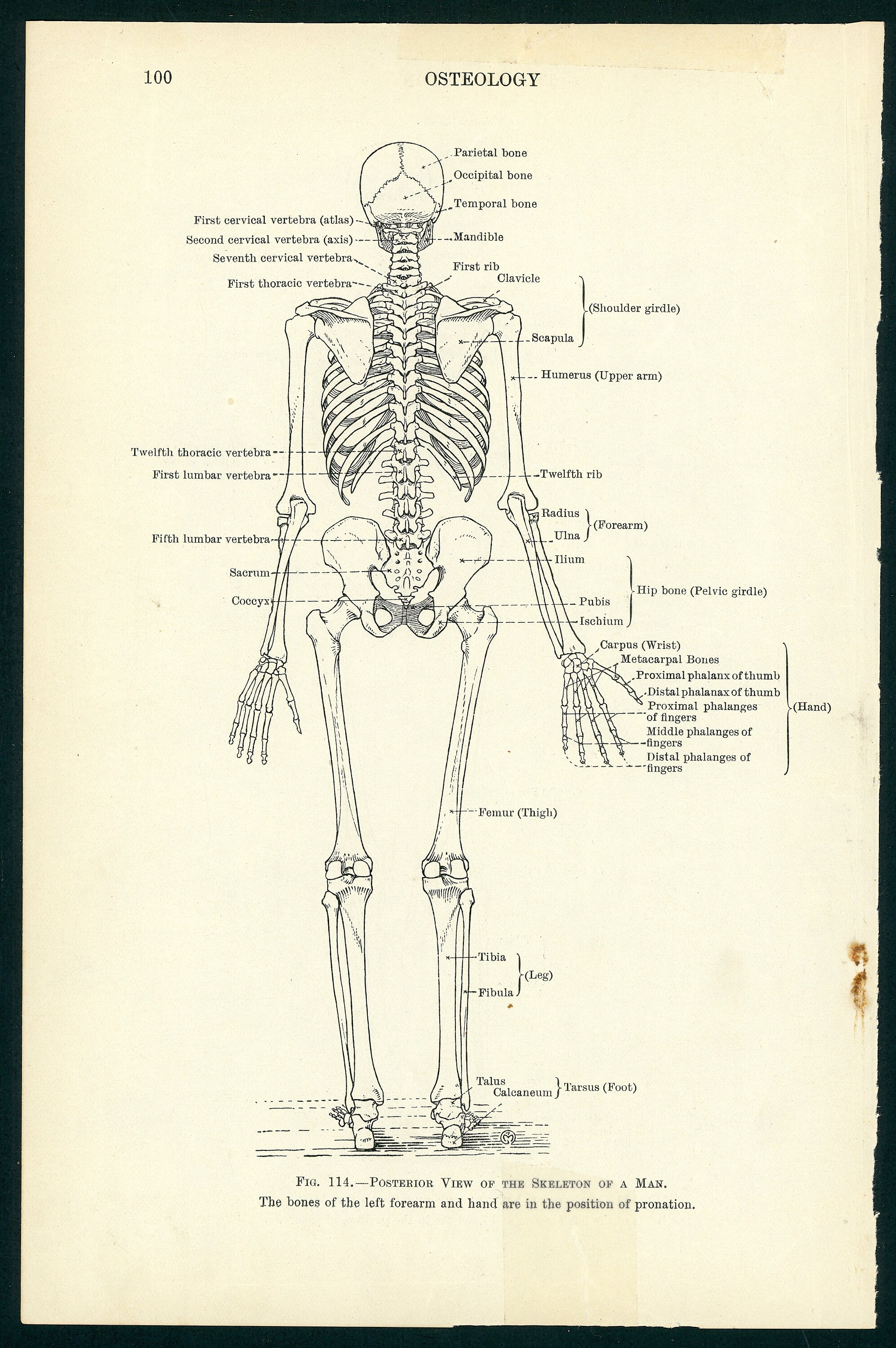 C. 1937 SKELETON • FRONT & BACK Lithograph • Original Vintage Print ...