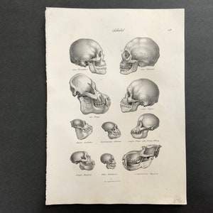 C. 1824 ANTIQUE SKULLS print - original antique print - comparative anatomy - cranium head bones skeleton skeletal system - human ape etc.