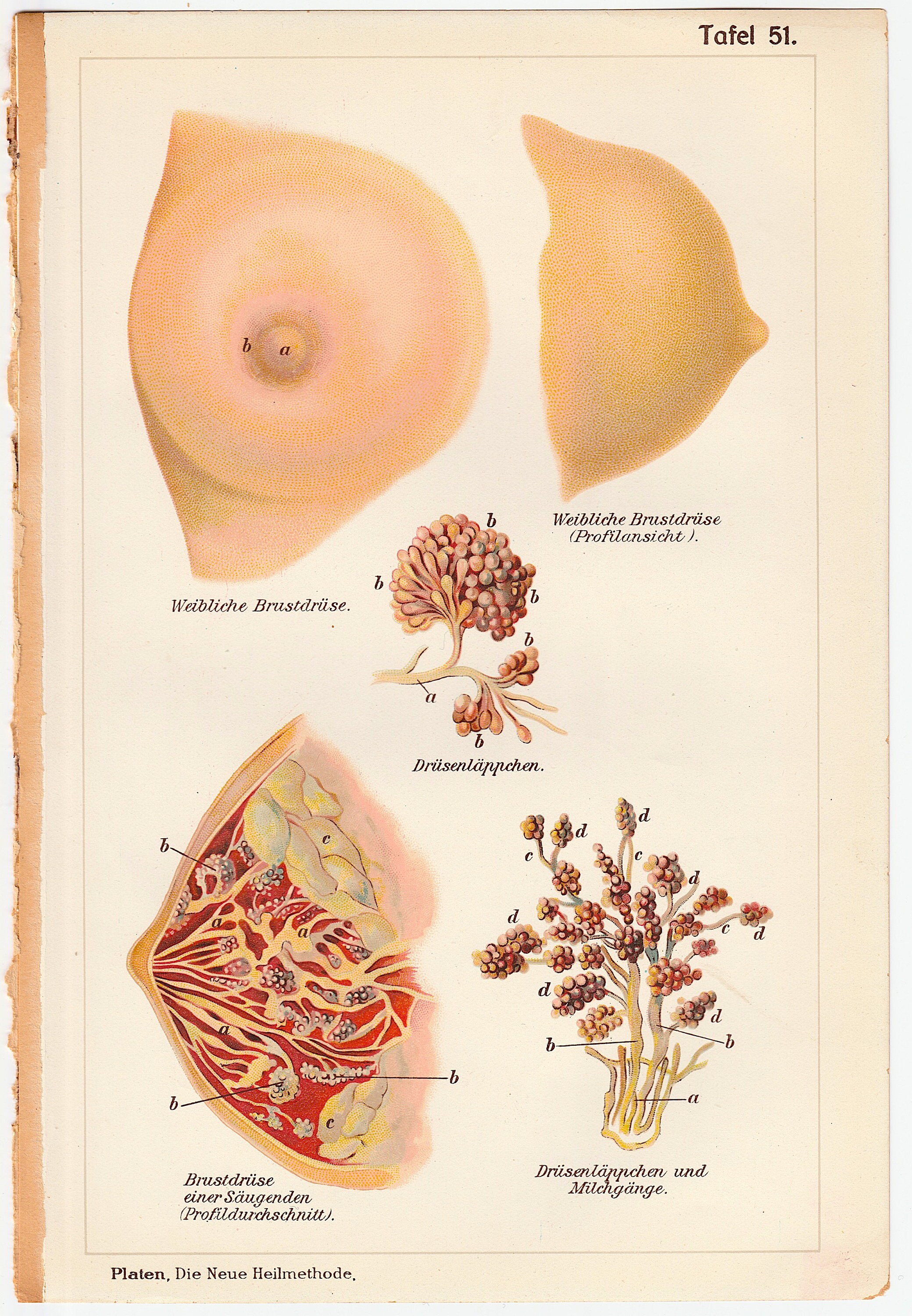 C.1902 BREAST ANATOMY Lithograph Original Antique Print Female Anatomy  Medical Illustration Mammary Gland Lactation OBGYN - Etsy Denmark