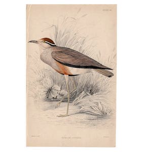 c. 1834 WATER BIRD PRINT - African animal - original antique print - Jardine print - hand colored engraving - Senegal Courier from africa
