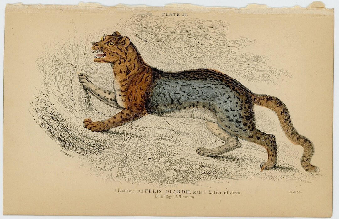 1840 DIARDS CAT Engraving • Original Antique Print • Safari Animal ...