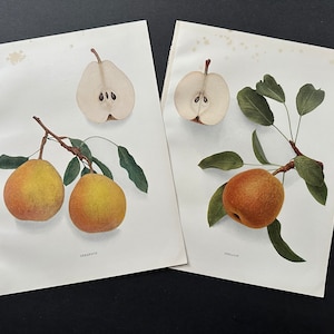 1921 年頃の PEAR リトグラフ • オリジナルアンティークプリント 2 枚セット • フルーツプリント • 植物プリント • 梨