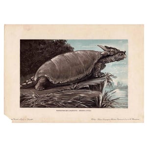 c. 1902 MEIOLANIA print • original antique print - fossil reptiles - extinct animal print - prehistoric animal • dinosaur print  7.5 x 10.5&quot;