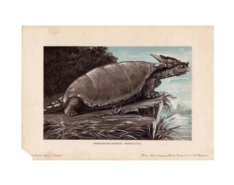 H. 1902 MEIOLANIA Druck • Antiker Original Druck • Fossile Reptilien • Dinosaurier Druck 1903 x 26,5 cm