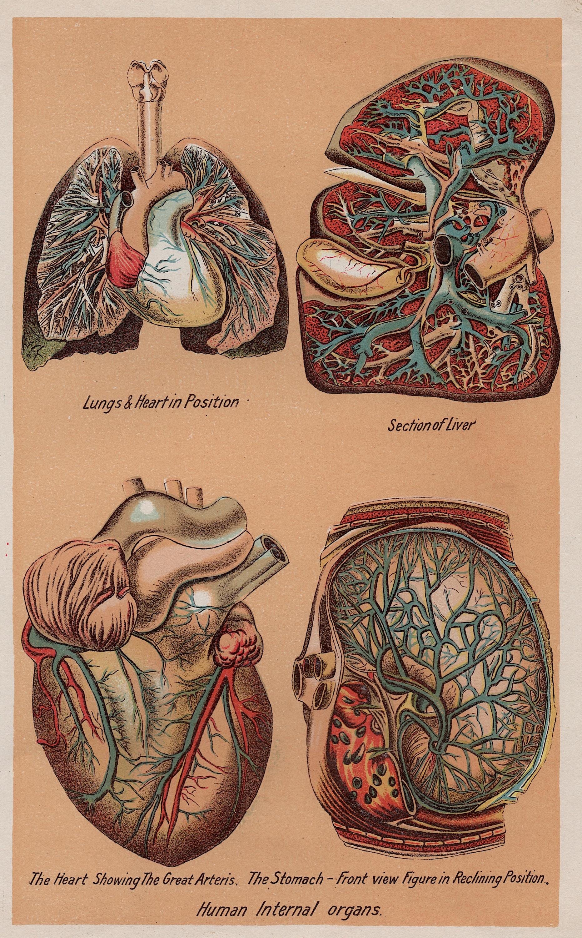 1903年頃 内臓の版画 • オリジナルアンティーク版画 • 人体解剖図版