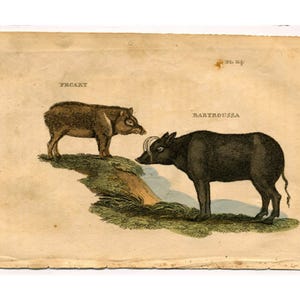 c. 1801 PECCARY & BABYROUSSA engraving - original antique print • animal print - hand colored engraving from Shaw&#39;s Naturalist&#39;s Miscellany