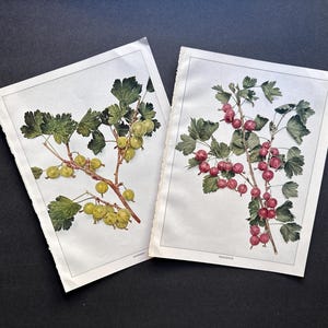 c. 1925 GOOSEBERRY prints • original antique prints • berry prints • fruit prints • ribes prints • botanical print • berries set of 2