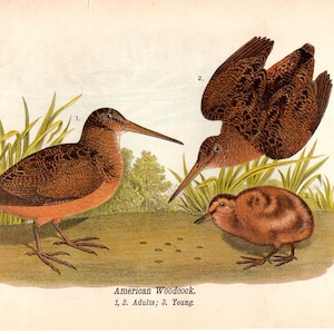 1888 WOODCOCK BIRD PRINT - antique bird lithographs - original antique print - ornithology avian song birds - woodland bird